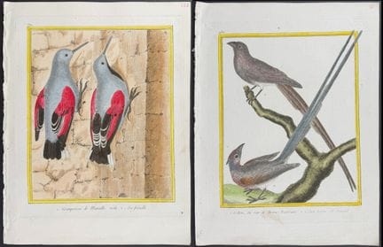Martinet &amp; Buffon – 6 Vogelstiche


Beschreibu