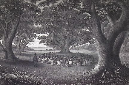 Wilkes, Hawaï - Bosquet de kukui à Kavai (Kauaï, H