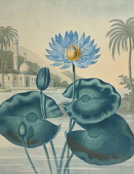 Thornton, Folio - La ninfea blu egiziana


Descriz