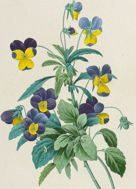 Redoute, Choix – Wildes Stiefmütterchen [Viola tri