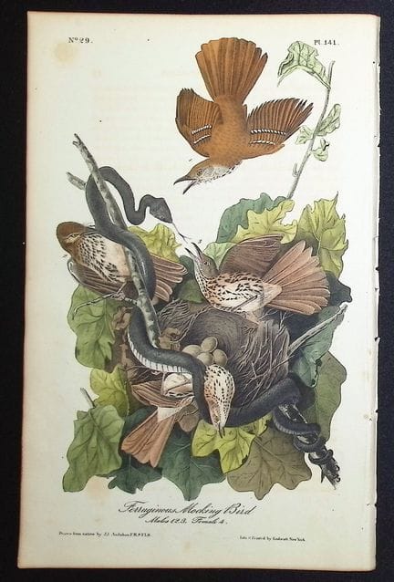 Audubon, Erstausgabe – Rostspottdrossel. 141


Bes