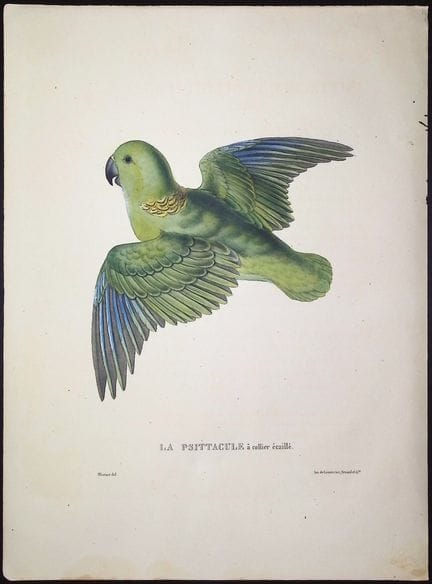 Bourjot Saint-Hilaire - Perroquet [Psittacula squa