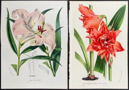 Van Houtte - 5 gravures d'amaryllis et de lys


De