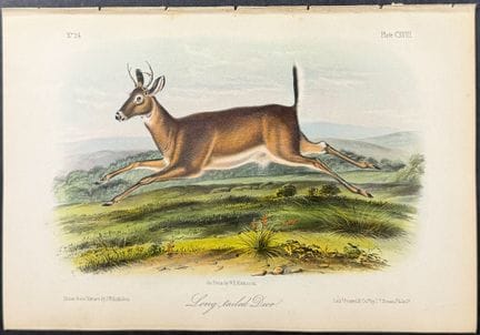 Audubon - Cerf à queue longue. 118


Description d