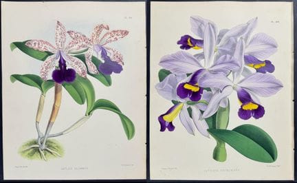 Warner - 6 gravures d'orchidées (Cattleya)


Descr