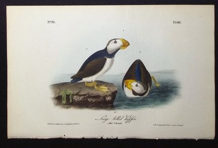 Audubon, première édition – Macareux à grand bec. 
