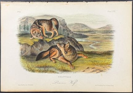 Audubon - Loup des prairies. 71


Description de l