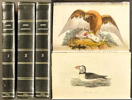Smiths „British Ornithology“ – 3 Bände mit 177 urs