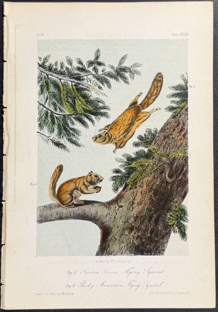 Audubon - L'écureuil volant de la rivière Severn e