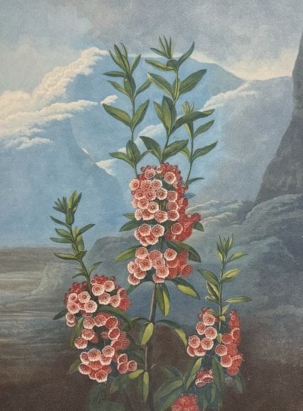 Thornton, Folio - Le Kalmia à feuilles étroites


