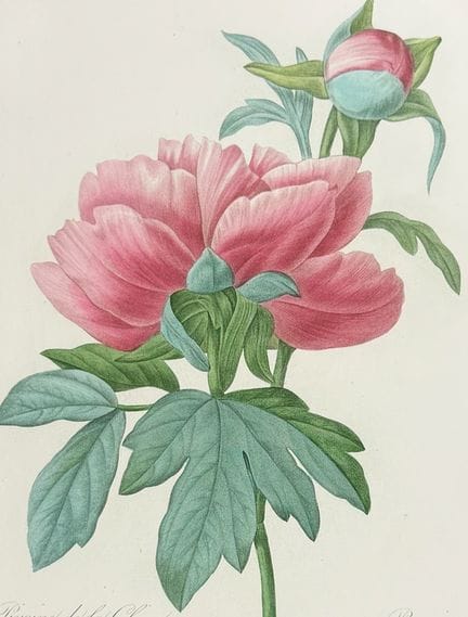 Redoute, Choix - Pivoine chinoise [Paeonia]


Desc