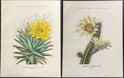 Schumann - 6 planches de cactus


Description de l