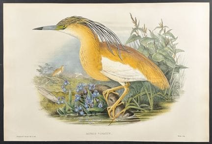 Gould, Grande-Bretagne - Héron crécerelle


Descri