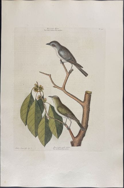 Catesby, Folio - Moucherolle brunâtre et Moucherol