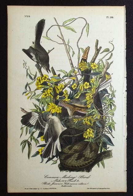 Audubon, première édition – Moqueur polyglotte. 13