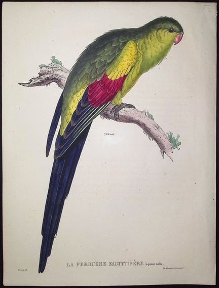 Bourjot Saint-Hilaire - Perroquet [Psittacus sagit