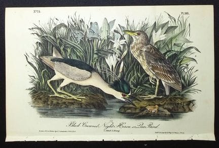 Audubon, Erstausgabe – Schwarzkopf-Nachtreiher ode