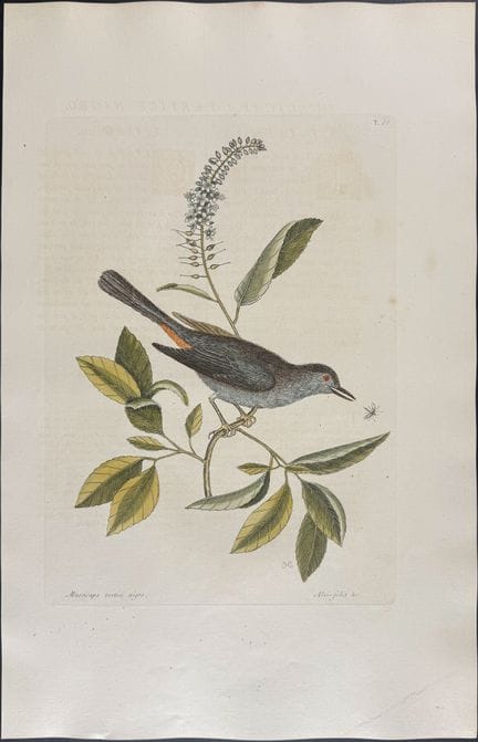 Catesby, Folio - Uccello gatto. 1-66


Descrizione