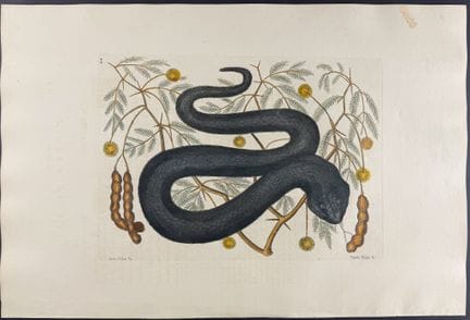 Catesby, Folio - Vipera nera o mocassino d'acqua c