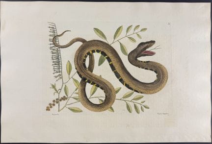 Catesby, Folio - Vipera d'acqua (serpente d'acqua 