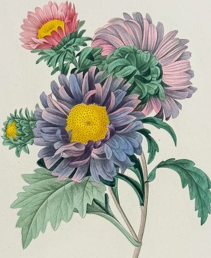 Redoute, Choix - Aster cinese [Aster chinensis]


