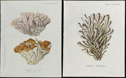 埃斯珀——8幅海洋生物版画


作品简介：


这幅原为手工上色的海洋生物版画，出自欧根·约翰·克里