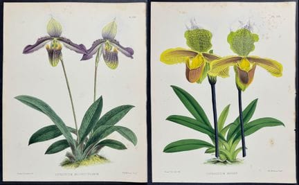 Warner - 3 stampe di orchidee "Lady's Slipper" (Cy