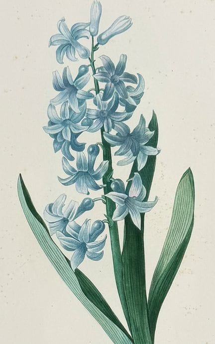 Redoute, Choix - Giacinto comune [Hyacinthus orien
