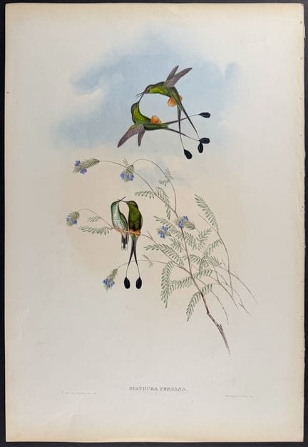 Gould – Peruanischer Schlägelschwanzkolibri


Besc