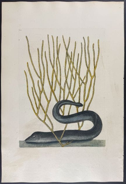 Catesby, Folio - Muray nero (anguilla) con corallo