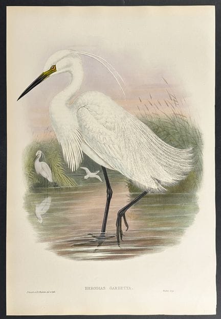 Gould, Großbritannien – Seidenreiher


Beschreibun