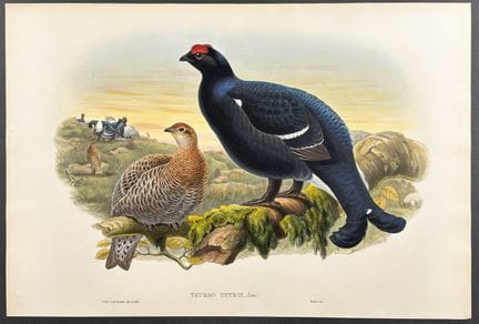Gould, Großbritannien – Birkhuhn


Beschreibung de