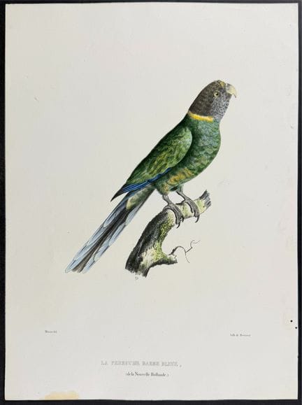 Bourjot Saint-Hilaire, Australia - Pappagallo nume