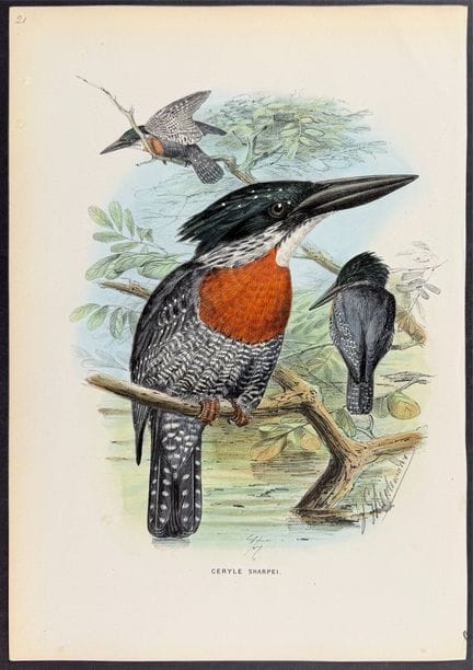 Sharpe &amp; Keulemans – Sharpes Eisvogel [Ceryle 
