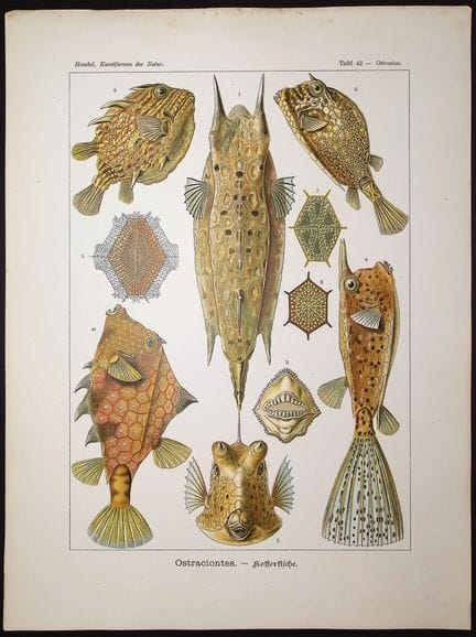 Haeckel - Pesce scatola; Ostraciontes


Descrizion