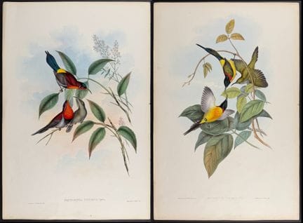 Gould, Asien – Paar Lithografien von Nektarvögeln
