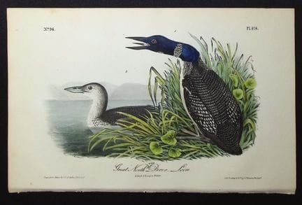 Audubon, Erstausgabe – Großer Eistaucher oder Loon