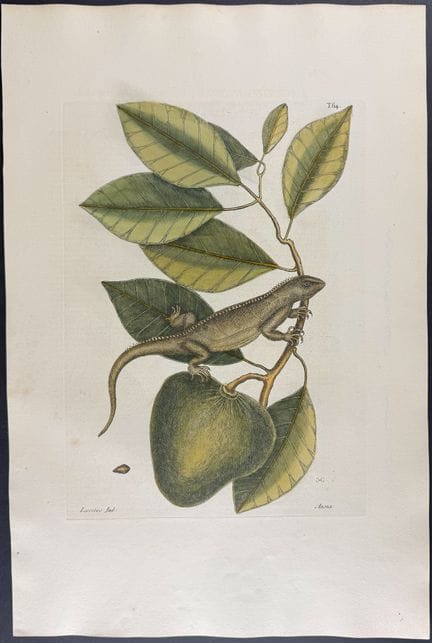 Catesby, Folio - Guana (Iguana) con mela d’acqua. 