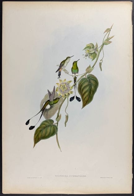 Gould – Weißstiefel-Schlägelschwanzkolibri


Besch