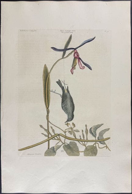 Catesby, Folio - Codrione giallo con elleboro a fo