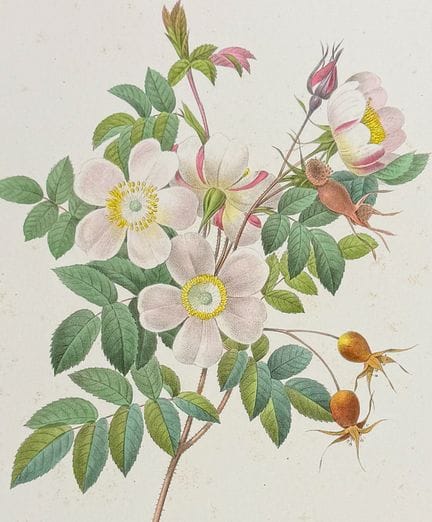 Redoute, Choix - La rosa di De Candolle


Descrizi