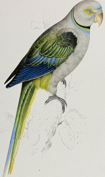 Edward Lear – Taubenpapagei [Palaeornis columboide