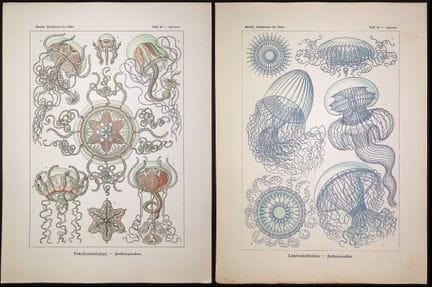 Haeckel - Coppia di stampe di meduse (Leptomedusae