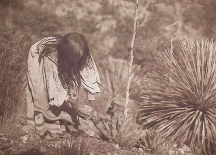 Edward Curtis - Taglio del mescal - Apache


Descr