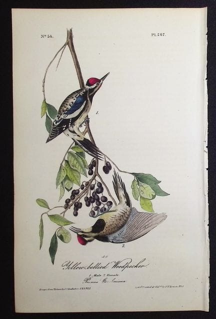 Audubon, Erstausgabe – Gelbbauch-Specht. 267


Bes