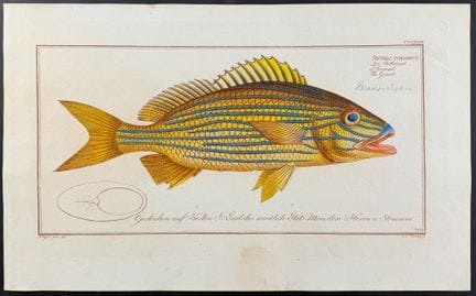 布洛赫，对开本——鲈鱼 [Anthias Formosus]。323


作品说明：


这幅引人注