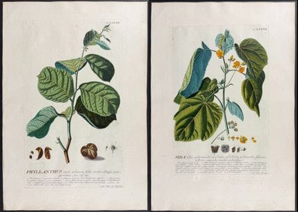 Trew &amp; Ehret - 8 incisioni botaniche


Descriz