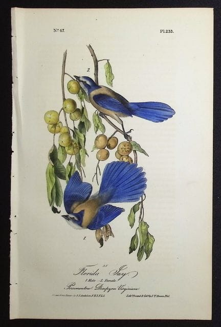 Audubon, First Ed - Florida Jay. 233


Description