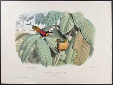 Travies - Topaz Hummingbird


Description of the w