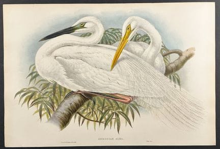 Gould, Great Britain - Great White Egret, or White